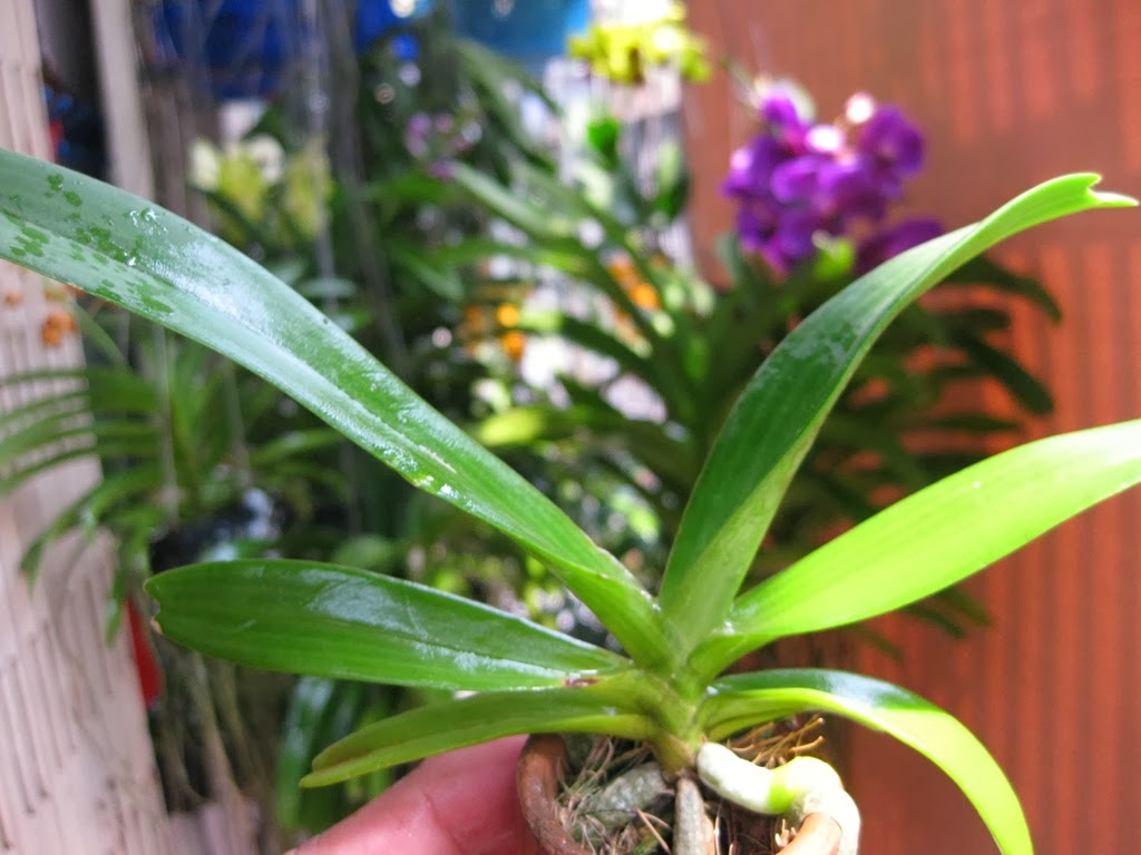 Tại sao trồng lan không ra hoa